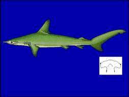 Image of Smooth Hammerhead