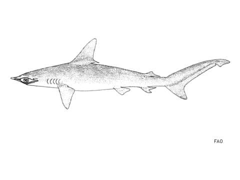 Image of Smooth Hammerhead