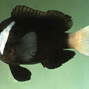 Image of McCulloch&#39;s Anemonefish