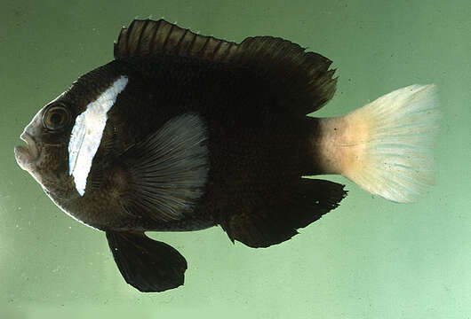 Image of McCulloch&#39;s Anemonefish