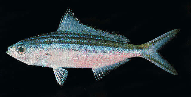 Image of Striated fusilier