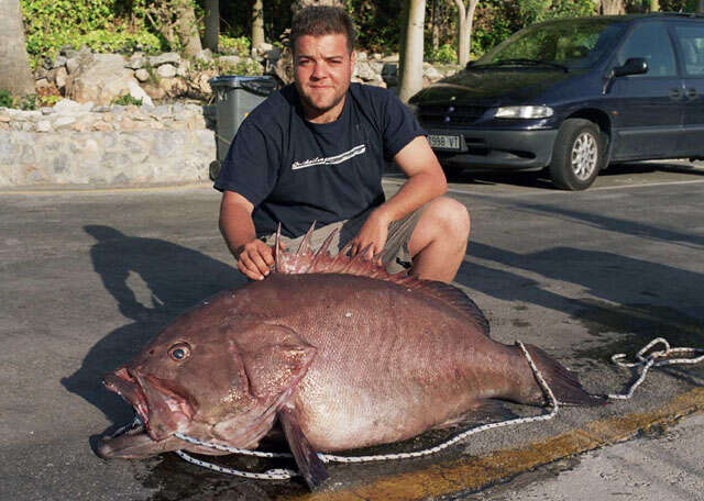 Sivun Epinephelus caninus (Valenciennes 1843) kuva