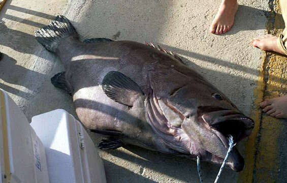 Image of Dogtooth grouper