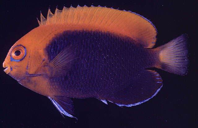 صورة Centropyge acanthops (Norman 1922)