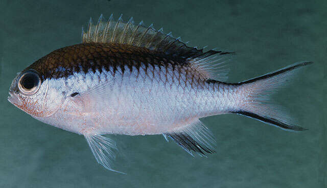 Sivun Chromis nitida (Whitley 1928) kuva