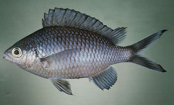 Image of Randall&#39;s chromis