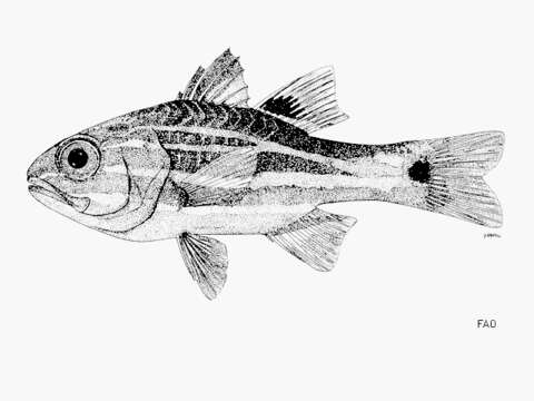 Image of Cook's cardinalfish