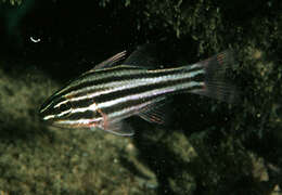 Image of Cook's cardinalfish