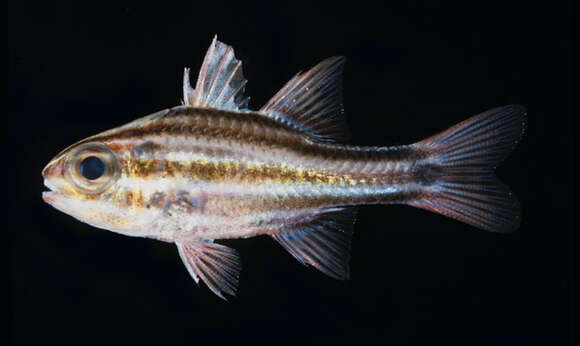 Image of Cook's cardinalfish