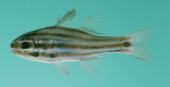 Image of Cook's cardinalfish