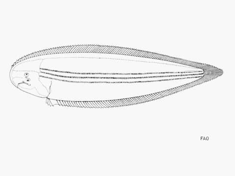 Plancia ëd Cynoglossus trulla (Cantor 1849)