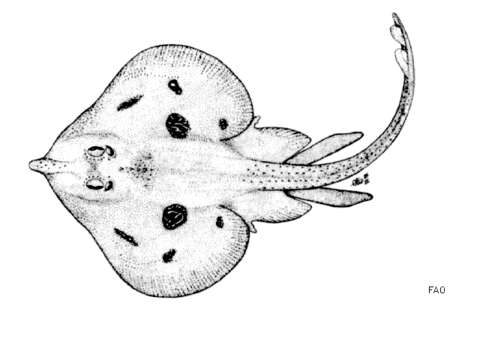 Image of Maltese brown ray