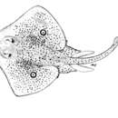 Image of Speckled ray