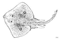 Image of Speckled ray