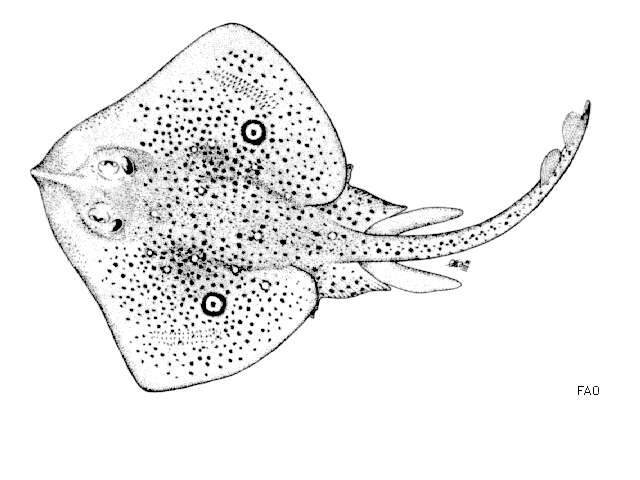 Image of Speckled ray