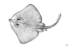 Image of Rondelet&#39;s ray