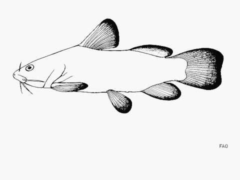 Image of Lophiobagrus aquilus Bailey & Stewart 1984