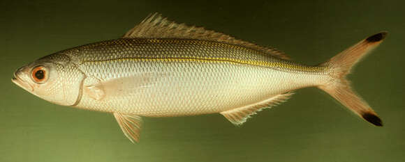 Image of Twinstripe Fusilier