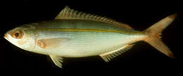 Image of Twinstripe Fusilier