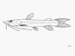 Image of Spatula-barbeled catfish