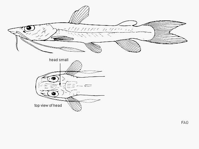 Image of Spatula-barbeled catfish