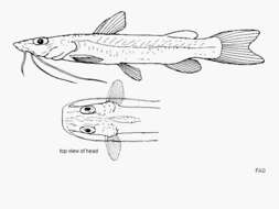 Image of Phyllonemus filinemus Worthington & Ricardo 1937