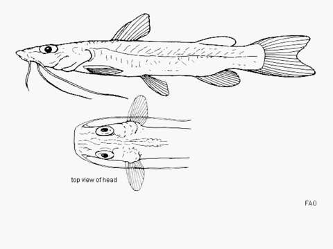 Image of Phyllonemus filinemus Worthington & Ricardo 1937