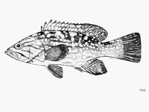Image of Comb Grouper