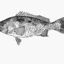 Image of Sawtail grouper