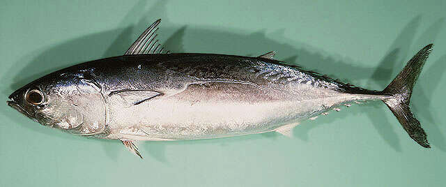 Image of Bullet Mackerel