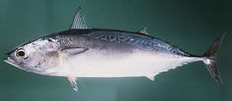 Image of Bullet Mackerel