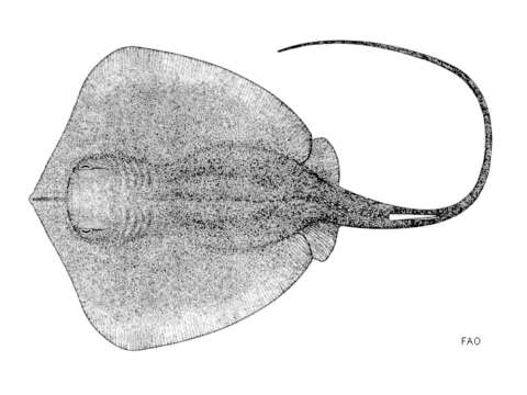 Image of Brown stingray