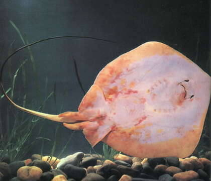 Image of Brown stingray