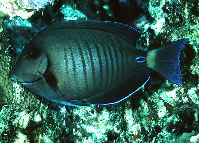 Doctorfish