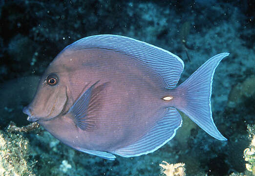 صورة Acanthurus coeruleus Bloch & Schneider 1801