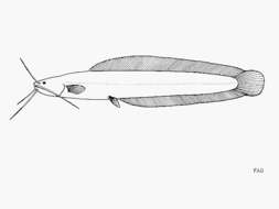 Image of Victoria snake catfish