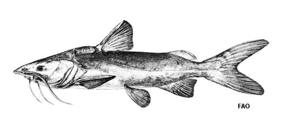 Image of Thomas Sea Catfish