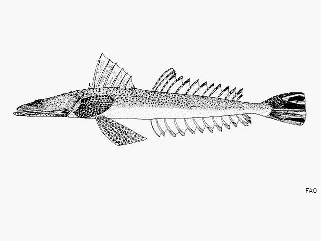 Image of Bar-tailed Flathead