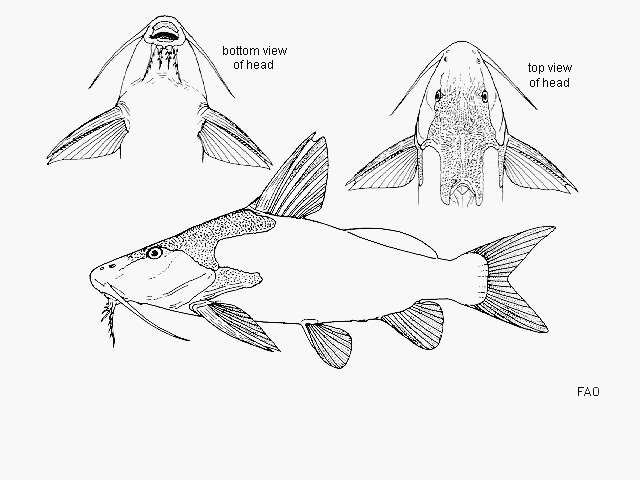 Image of Synodontis dhonti Boulenger 1917