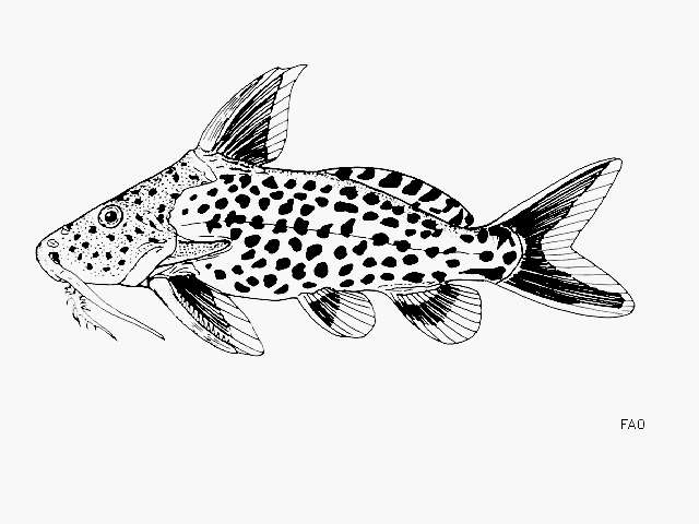 Image of Synodontis dhonti Boulenger 1917