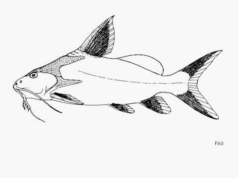 Image of Synodontis granulosus Boulenger 1900