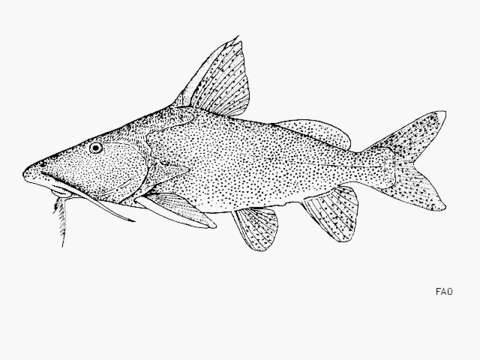 Image of Synodontis tanganyicae Borodin 1936