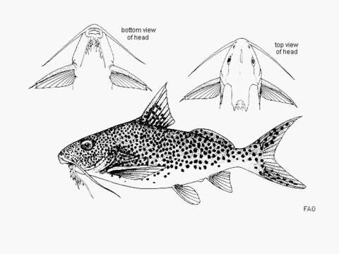 Image of Synodontis multipunctatus Boulenger 1898