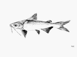 Image of Madamango sea catfish