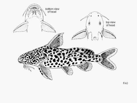 Image of Synodontis polli Gosse 1982