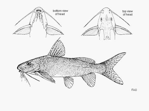 Image of Synodontis punctulatus Günther 1889