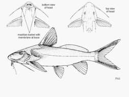 Image of Synodontis rufigiensis Bailey 1968