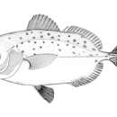 Image of Spotted driftfish