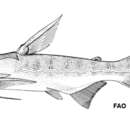 Image of Cocosoda catfish