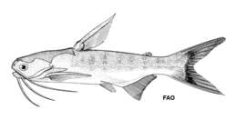 Image of Cocosoda catfish